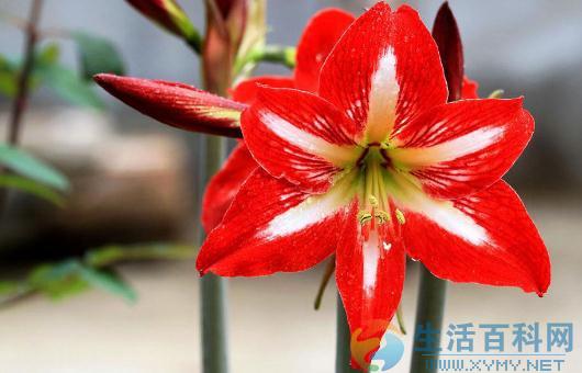 養花必學:花盆栽花換盆技巧與步驟