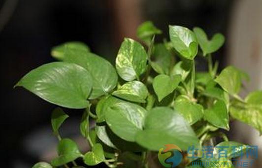 种植绿萝的好处与价值