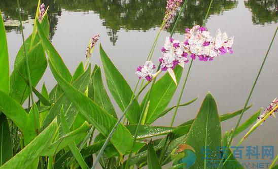 再力花介紹與種植方法