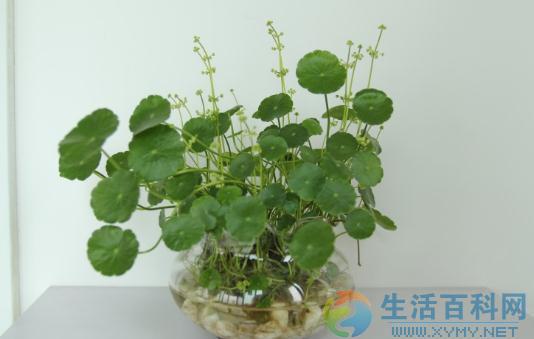 水培植物种植与施肥全攻略