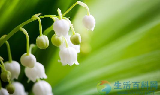 茉莉花如何养护才能鲜亮健康?