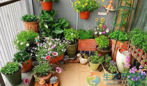 家庭養花施肥技巧:依季節與濃度科學施肥