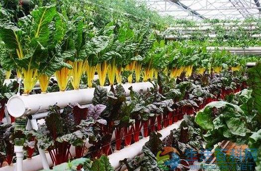 陽台種菜要點:適合蔬菜與容器選擇