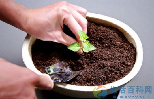 花盆土壤板結的原因與解決方法