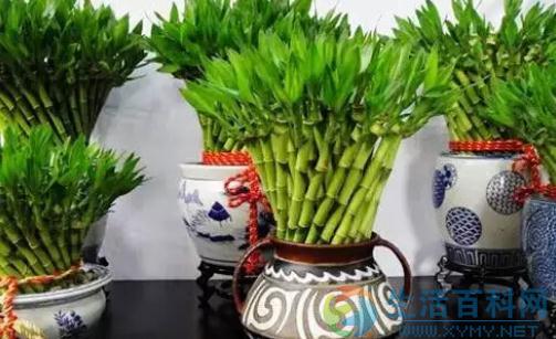 富貴竹養殖技巧:4大要點讓輕鬆枝繁葉茂