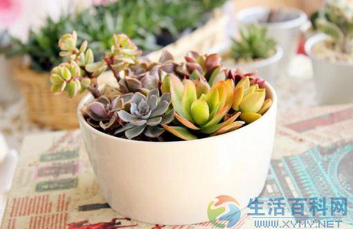 多肉植物種植必備常識:土壤、光照到護理一文看懂