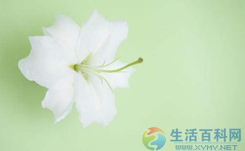 百合葉片焦枯的救療方法