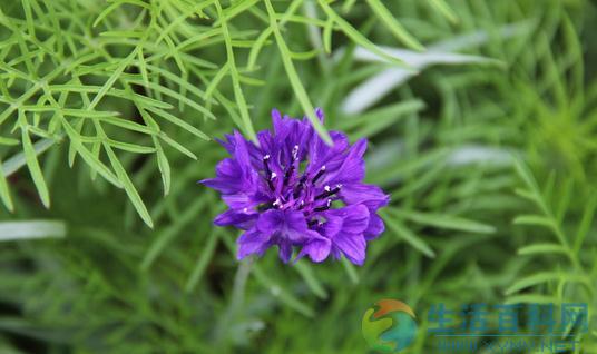 花卉叶片褪绿的原因解析