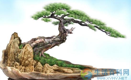 盆景植物需改造的枝條類型與整型方法