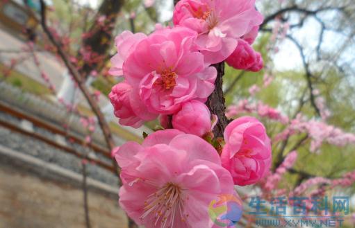 榆葉梅養護要領：4步讓花更鮮艷
