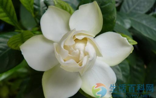栀子花葉黃不開花的原因解析與對策