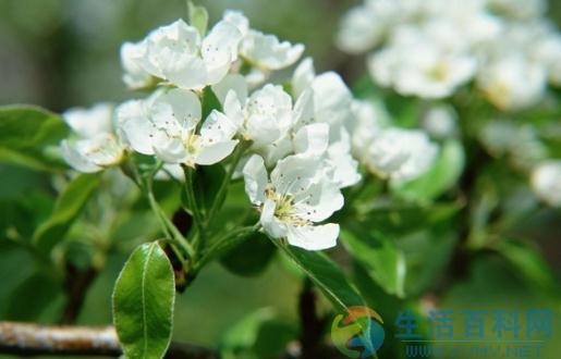 除了自来水，还有什么水可以浇花？