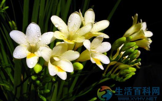 小苍兰的种植方法