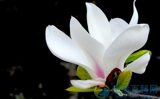如何讓玉蘭花更美:精準栽養六步驟