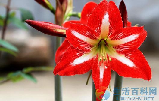 花葉植物花紋消失原因及解決方法