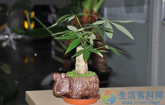 如何讓發財樹莖部肥大:播种繁殖要領