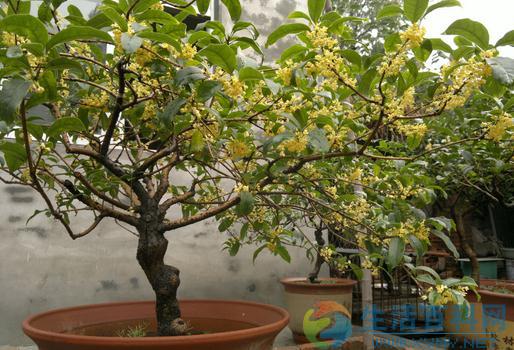 盆栽桂花不開花怎麼辦?