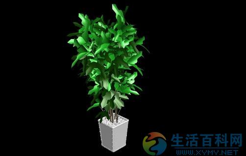 室內觀葉植物常見問題診治與照護指南
