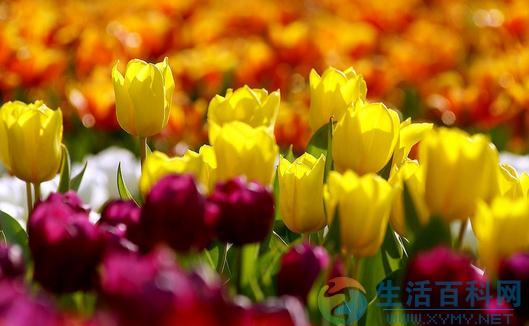 根據室內光照條件選擇花卉的指南