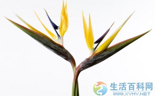 尼克拉鹤望兰与鹤望兰的区别