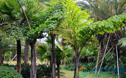 盆栽魚尾葵高大植株怎麼辦?養護技巧大揭密