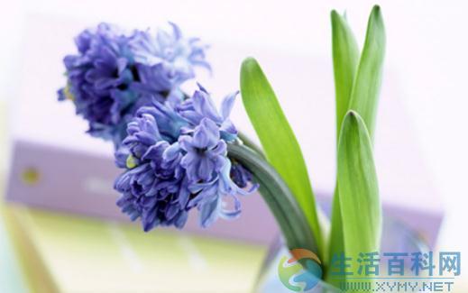 風信子水養指南:是否可以水養及具體方法