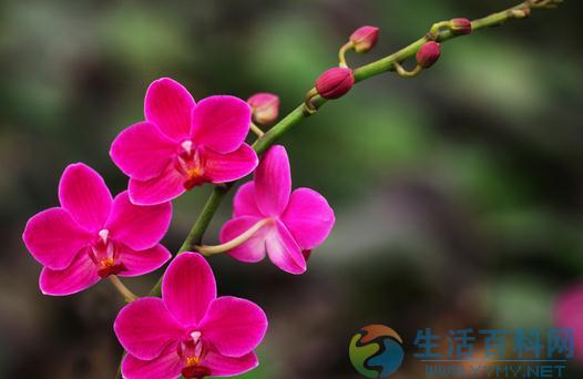 花卉缺素症原因解析：不同礦質元素缺乏的症狀
