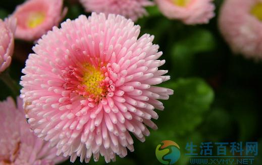 如何給養花的土壤消毒?