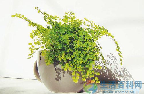鐵線蕨的特徵與照顧要點