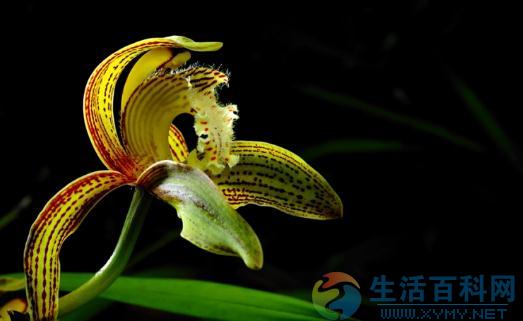 中國蘭花的養殖指南:溫度、澆水與施肥技巧