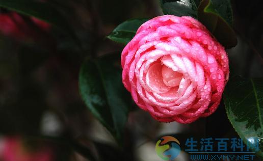兒童房花卉選擇指南：室內植物搭配與安全注意事項