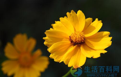 如何養出漂亮金盞菊花:關鍵步驟與技巧