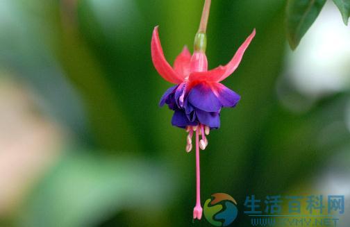 倒掛金鐘詳介:種植方法與養護要點