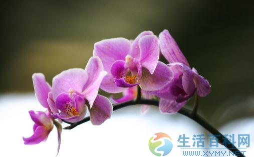 蘭花的種類分類：地生蘭與附生蘭