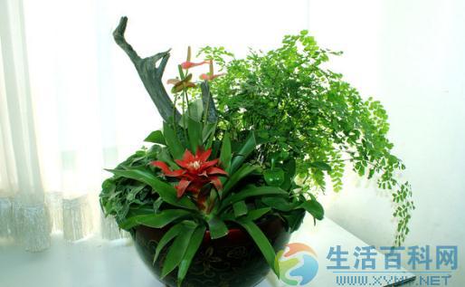 栽花用土與施肥選擇:觀葉植物栽培指南