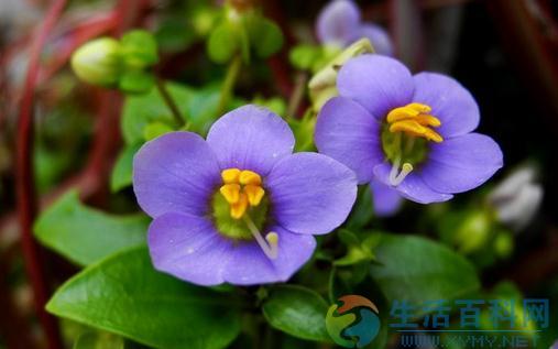 紫星花種植指南：繁殖、栽培與環境需求