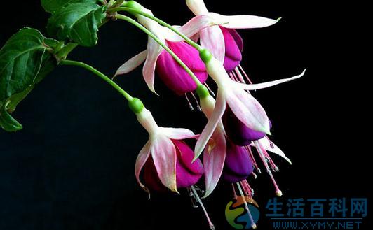 想養花?花木類型全解析