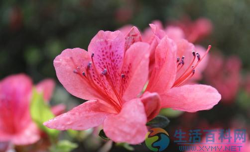 引起杜鹃花黄化的原因及防治方法