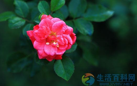 鑽石玫瑰栽培指南:種植方法與養護要點