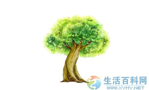 榕樹的特徵與識別方法