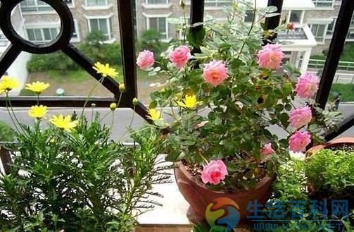 室內養花3宜3忌要記住