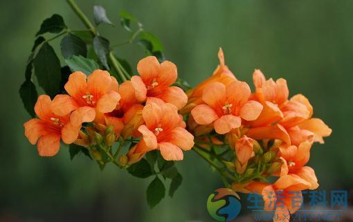 栀子花叶片变黄的成因与治理