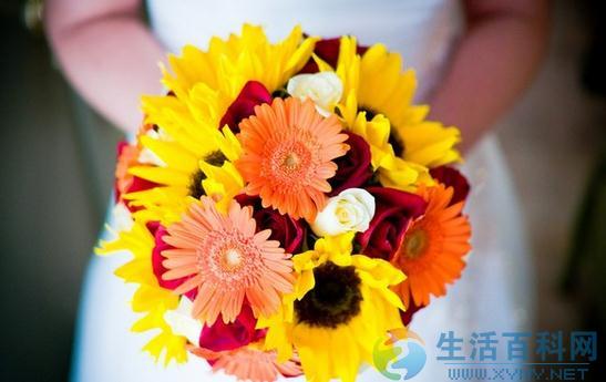 非洲菊選購與養護指南