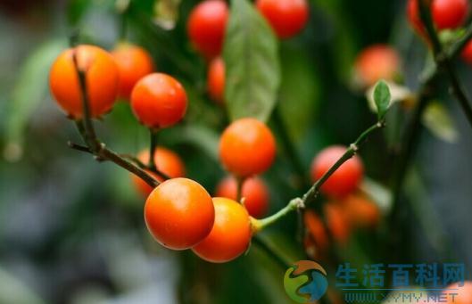 延长观果植物挂果期的方法