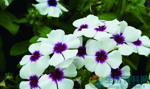 野外挖掘植物與樹胚養護指南
