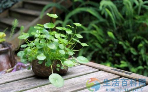 銅錢草養護指南:栽種與照顧要點