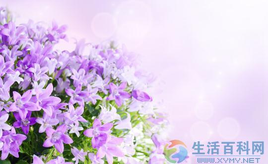 讓鮮花更久維持鮮艷的5個實用技巧