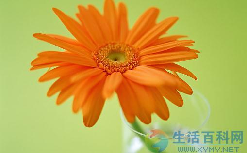 在家裡養花有什麼好處?