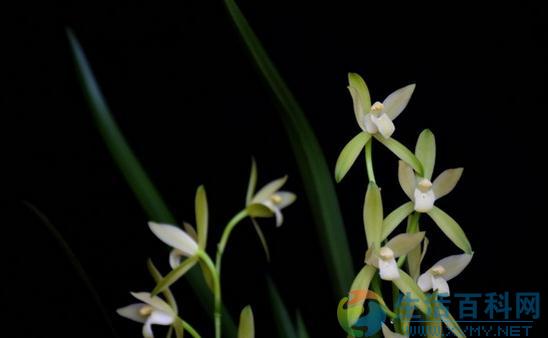 家養蘭花種植指南:土壤、澆水與日常護理