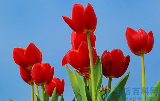 室內花卉裝飾的布局方法